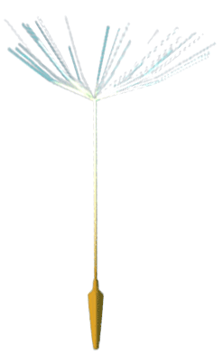 background seed